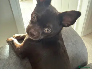 Chihuahua dogs 7 month old male chihuahua - Advert 1