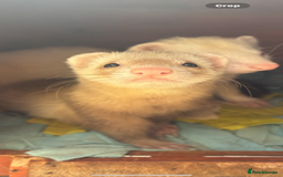 Ferret rodents for sale: Hand tame ferrets  - Image 2