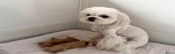 Maltipoo dogs for sale: Asian/Korean Maltipoo, DNA Tested Parents  - Advert 15