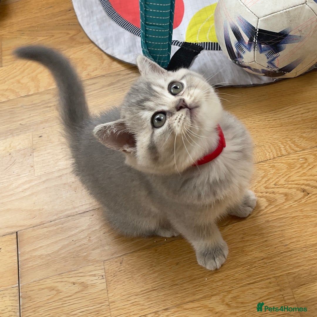 British Shorthair cats for sale: GCCF British Shorthair Kittens– Champion Lines - Image 17