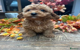 Cavachon dogs for sale: Ready Next week ❤️ - Image 8