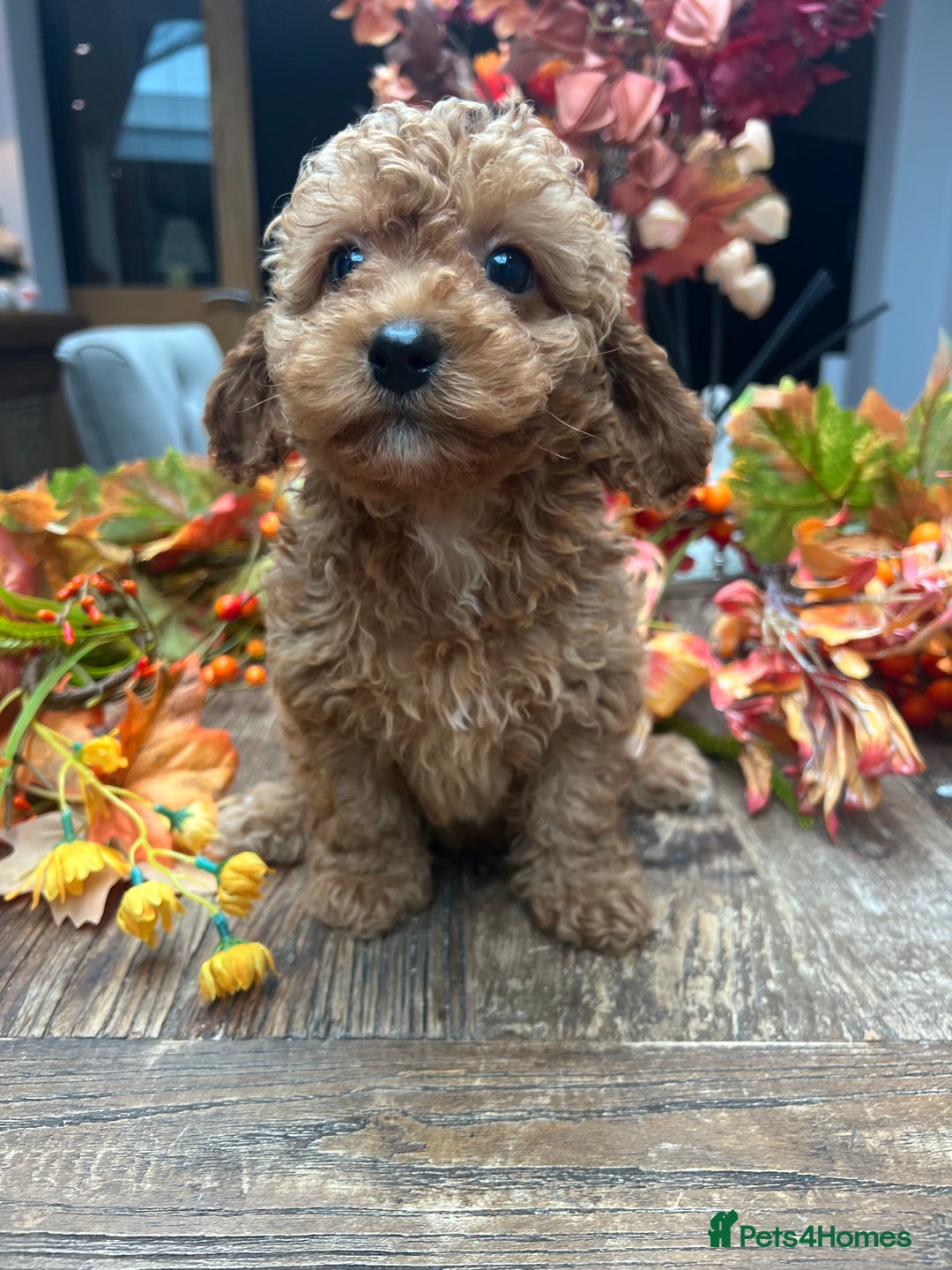 Cavachon dogs for sale: Ready Next week ❤️ - Image 8