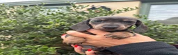 Miniature Dachshund dogs for sale: Stunning KC Miniature Dachshund Litter of 7 in Burnley - Advert 33