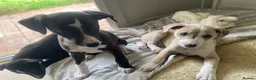 Whippet dogs for sale: KC Registered Pedigree Whippet Puppies for Sale in Salisbury - Advert 17