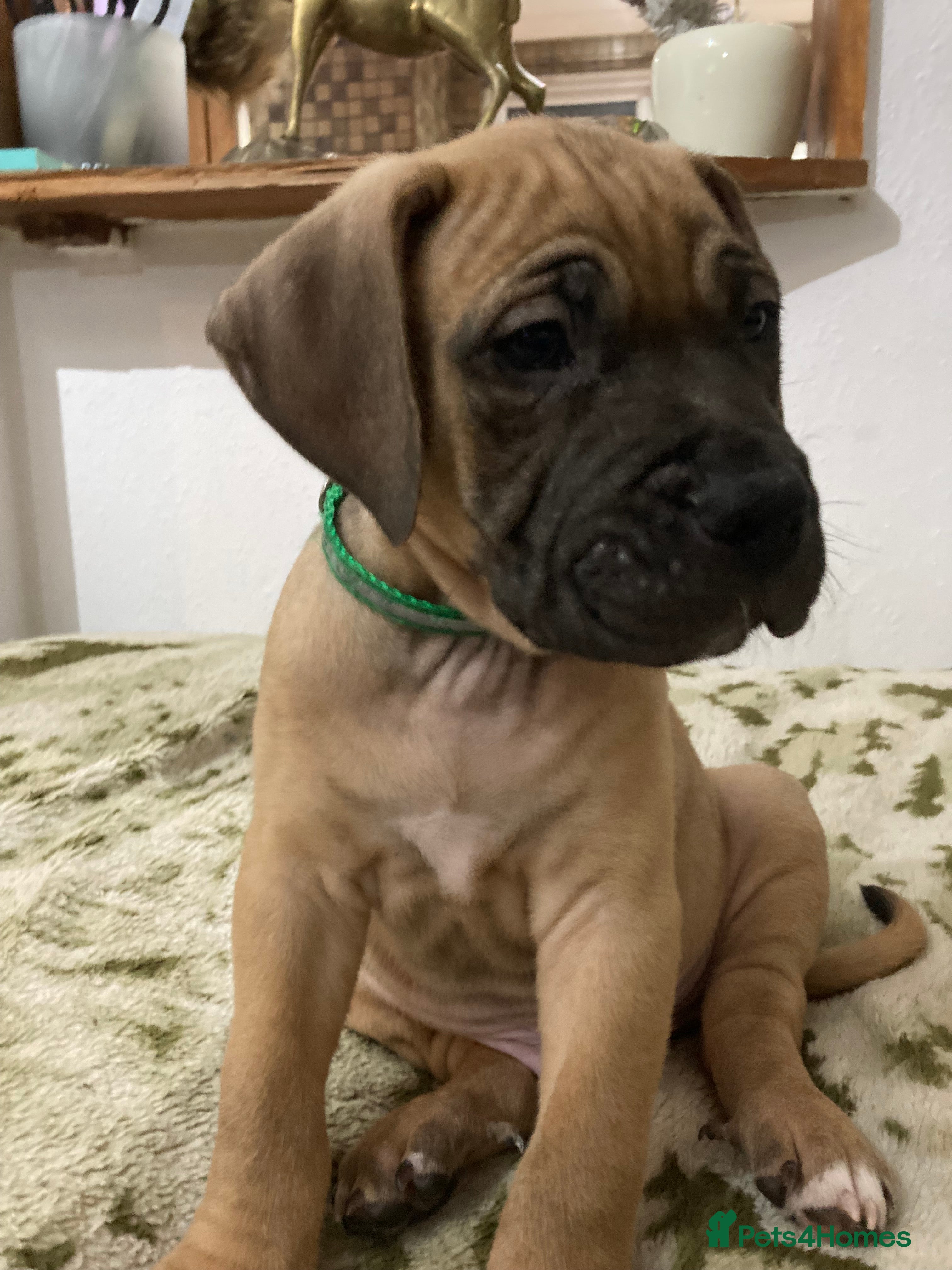 Mixed Breed dogs 🥰 ❤️ ONE BOY ❤️ 🥰 - Advert 11