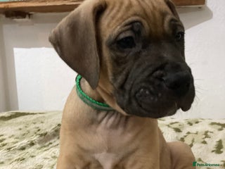 Mixed Breed dogs 🥰 ❤️ ONE BOY ❤️ 🥰 - Advert 11