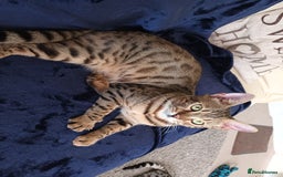 Bengal cats for sale: Hugs and Chen - Image 2
