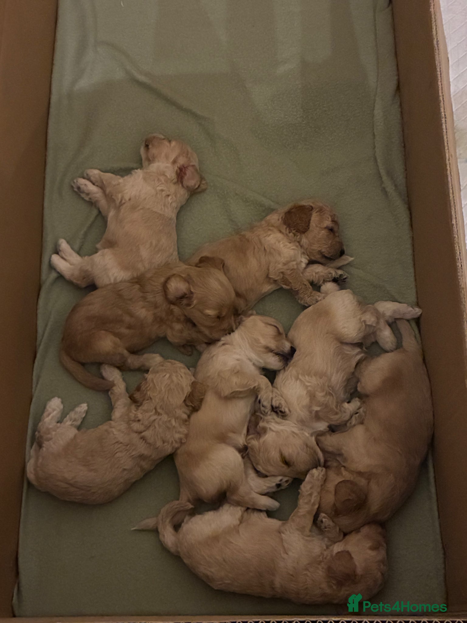 Cockapoo dogs for sale: F1B Cockapoos  - Advert 6