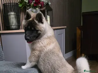 Akita dogs Stunning male akita puppy - Advert 1