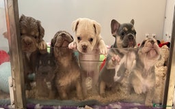 French Bulldog dogs for sale: Big Rope, Big Rope Fluffy & French Bullg - Advert 35