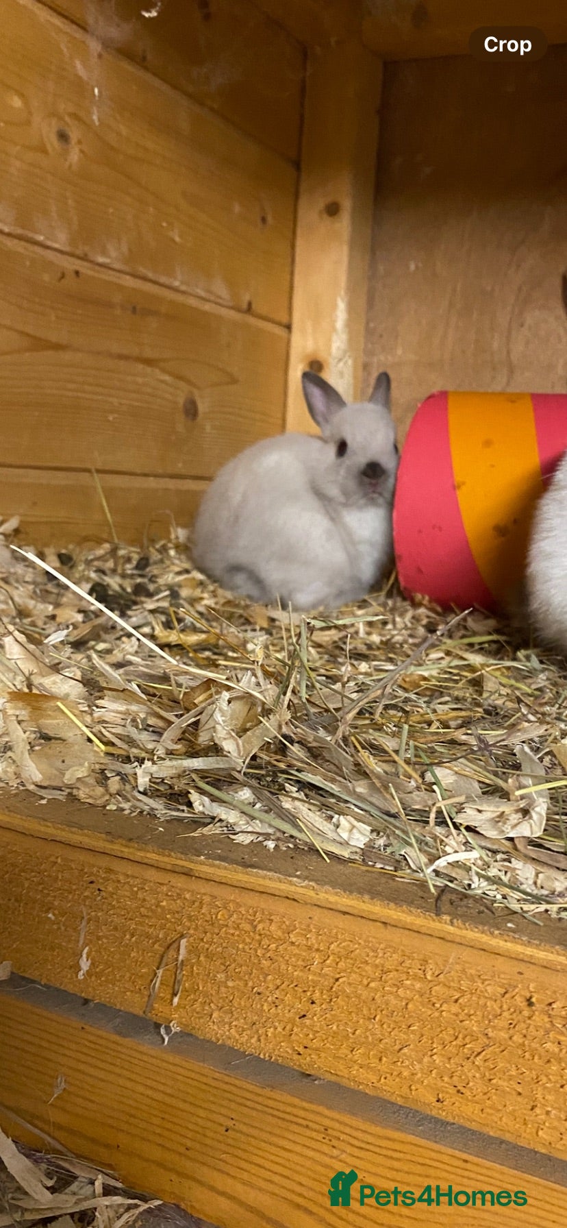 Netherland Dwarf rabbits Beautiful Pure Bred Netherland Dwarf babies  - Advert 16