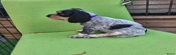 Cocker Spaniel dogs for sale: 🏡UNIQUE SHOW COCKER SPANIELS PUPPIES 🐶  - Advert 28