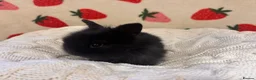 Mixed Breed rabbits for sale: Five beautiful Mini lops x English spot  - Advert 5