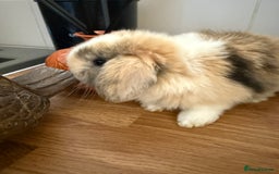 Mini Lop rabbits for sale: Pure mini lops  - Image 9