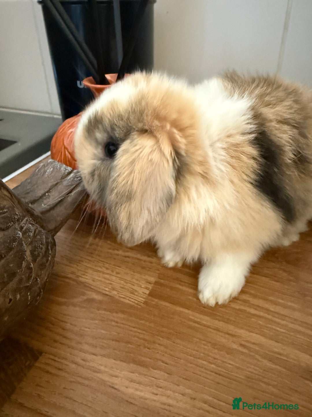 Mini Lop rabbits for sale: Pure mini lops  - Image 9