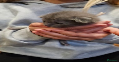 Russian Blue cats 🐾 last two girls Russian Blue Kittens 🐾 - Advert 4