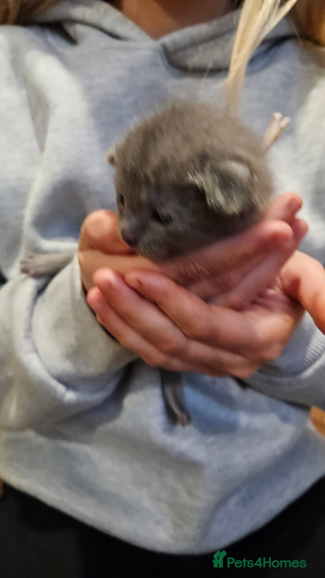 Russian Blue cats for sale: 🐾 Russian Blue Kittens 🐾 - Image 12