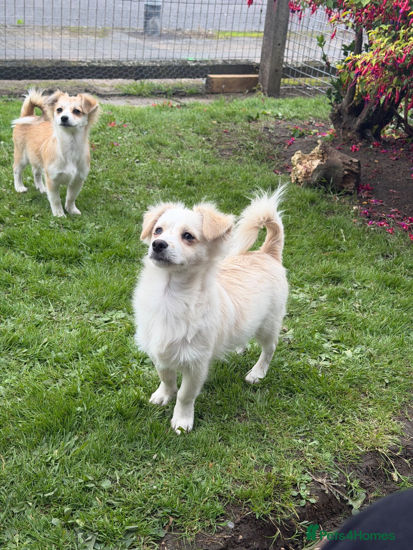 Mixed Breed dogs two puppies - Advert 1