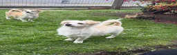 Mixed Breed dogs for sale: two puppies in Preston - Advert 1