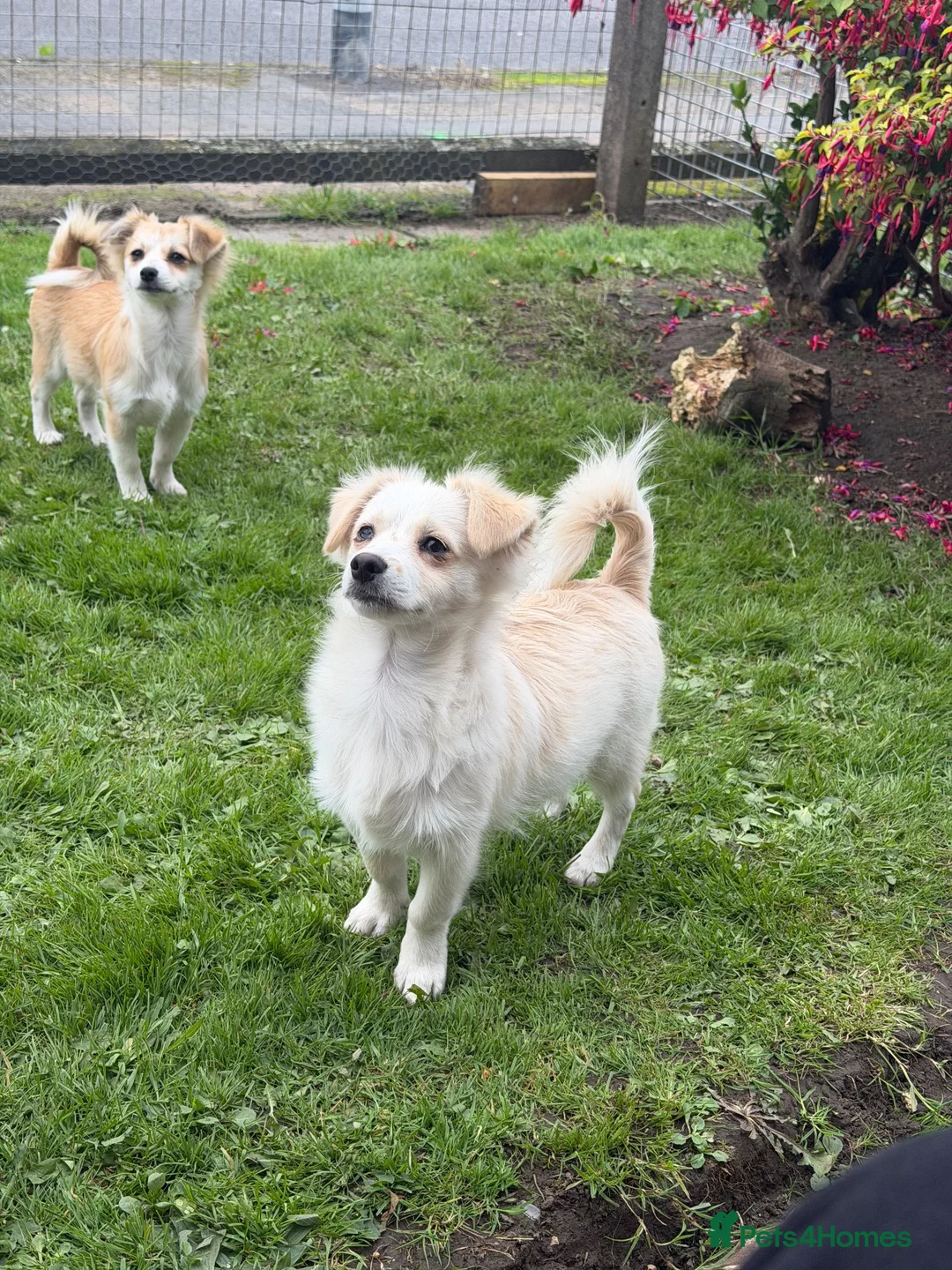Mixed Breed dogs for sale: two puppies in Preston - Advert 1