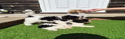 Shihpoo dogs for sale: Gorgeous puppies looking for there forever homes - Advert 8