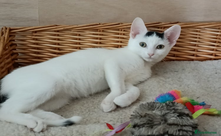 Mixed Breed cats - Advert 6