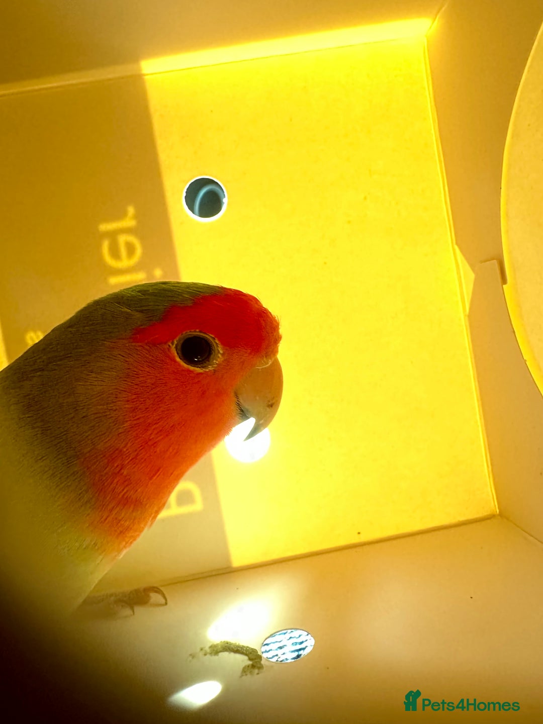 Lovebirds birds for sale: Breeding pair of lovebirds - Image 2