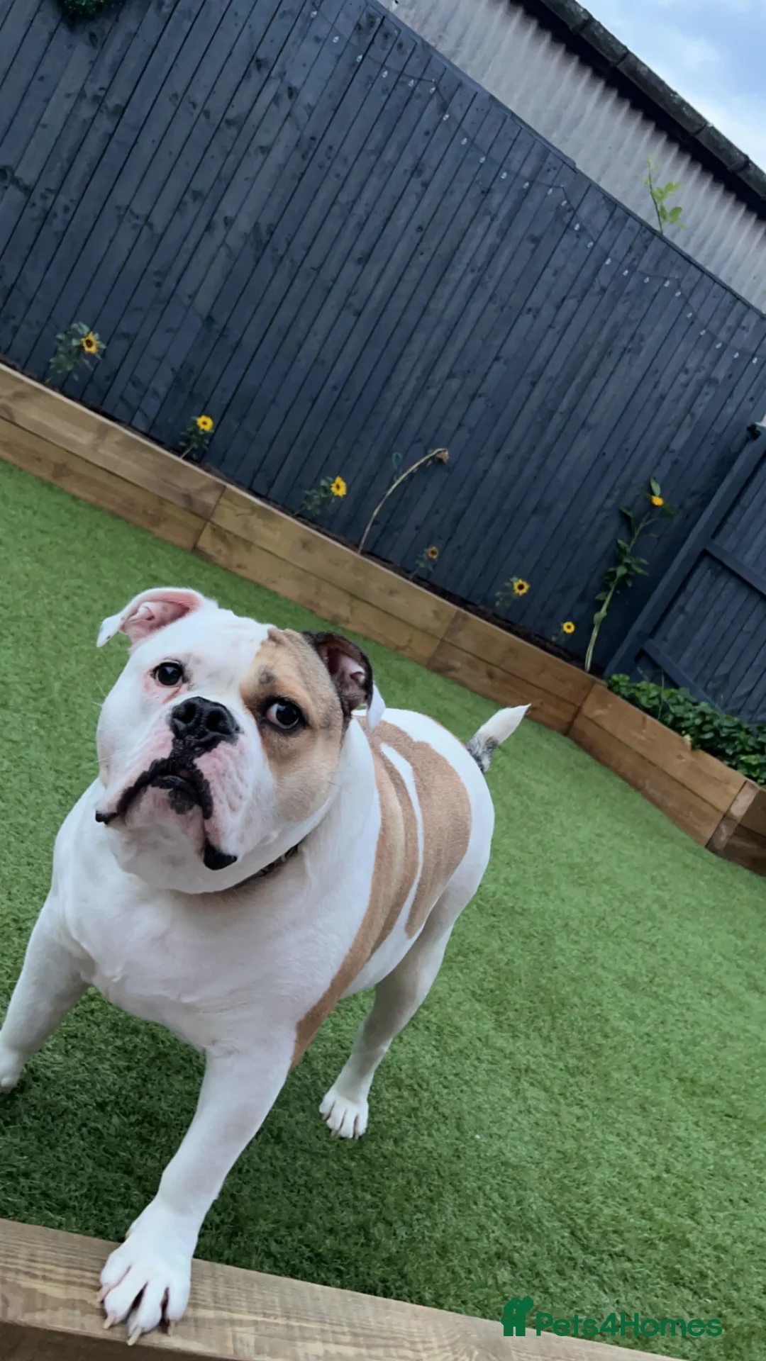 Mixed Breed dogs for sale: Olde English X American Bulldog  in Rotherham - Advert 1