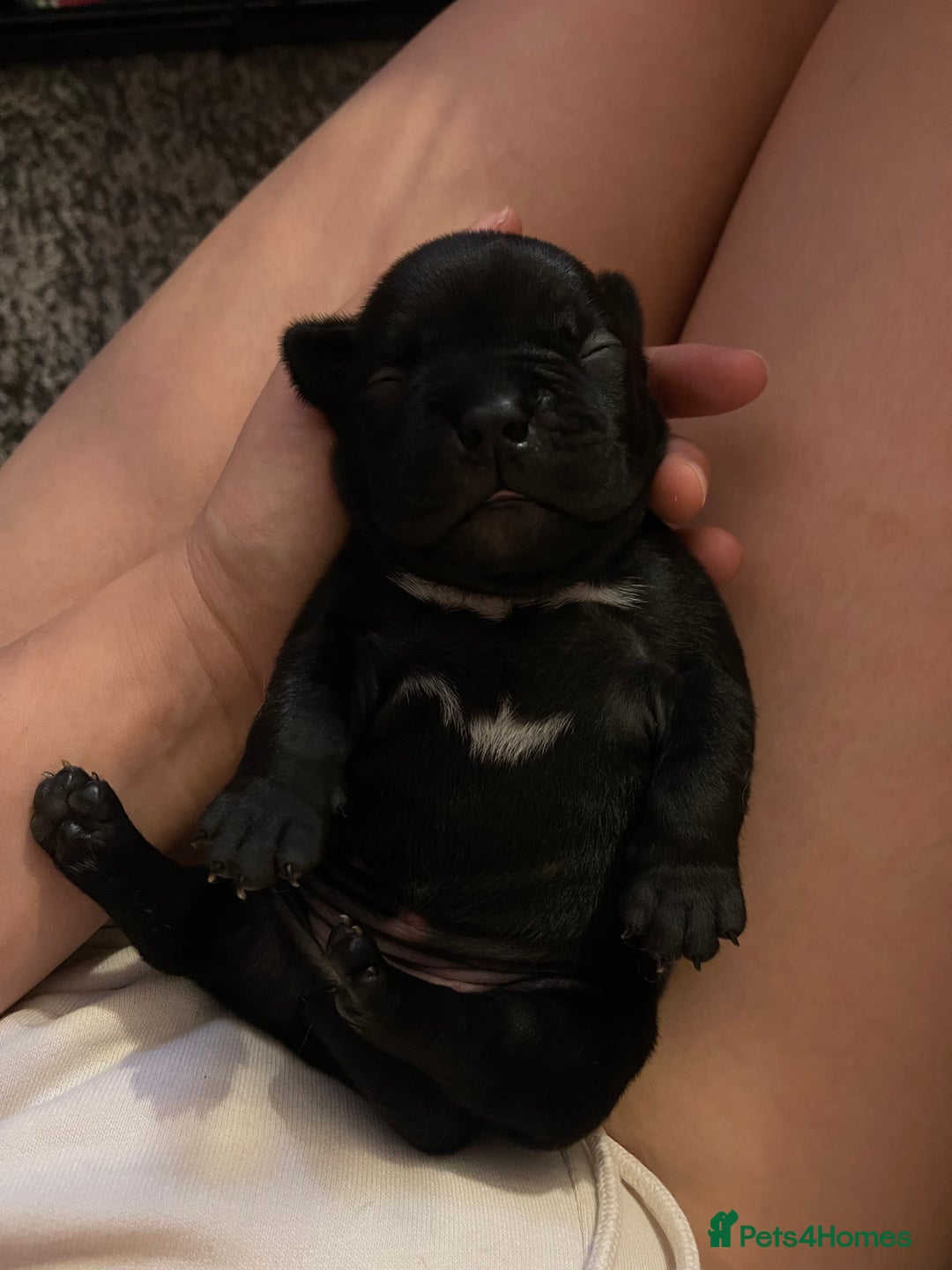 Mixed Breed dogs for sale: French Bulldog X Pocket Bullies for sale  - Image 1