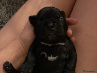 Mixed Breed dogs - Advert 3