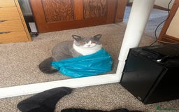 British Shorthair cats for sale: One year old British shorthair x Tabby - Advert 2