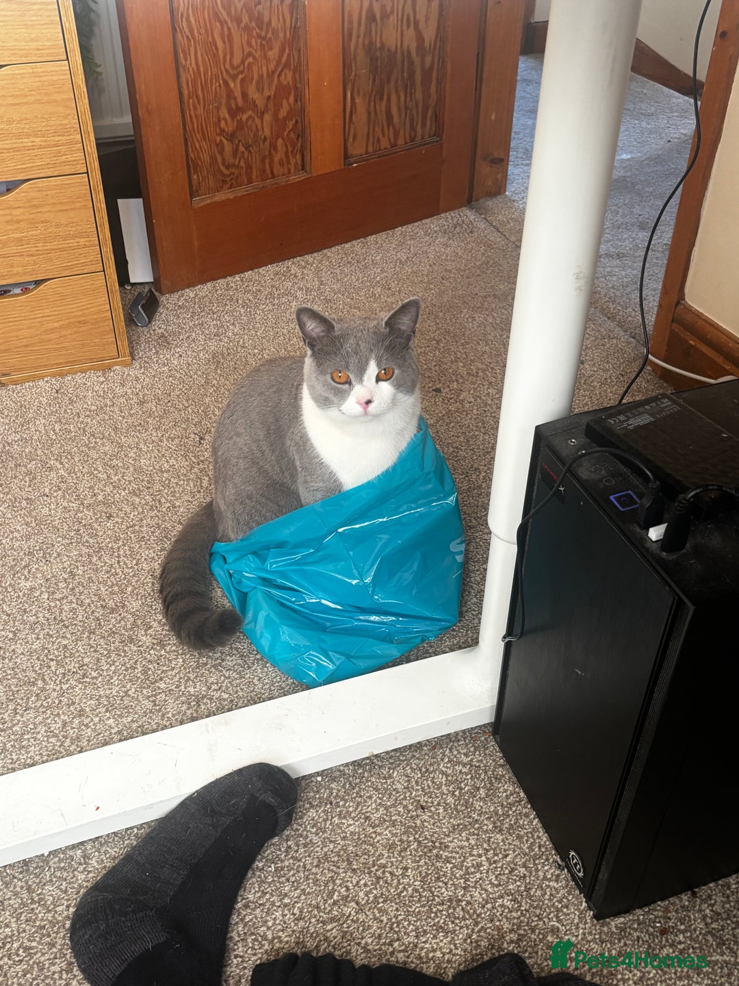 British Shorthair cats for sale: One year old British shorthair x Tabby - Advert 2