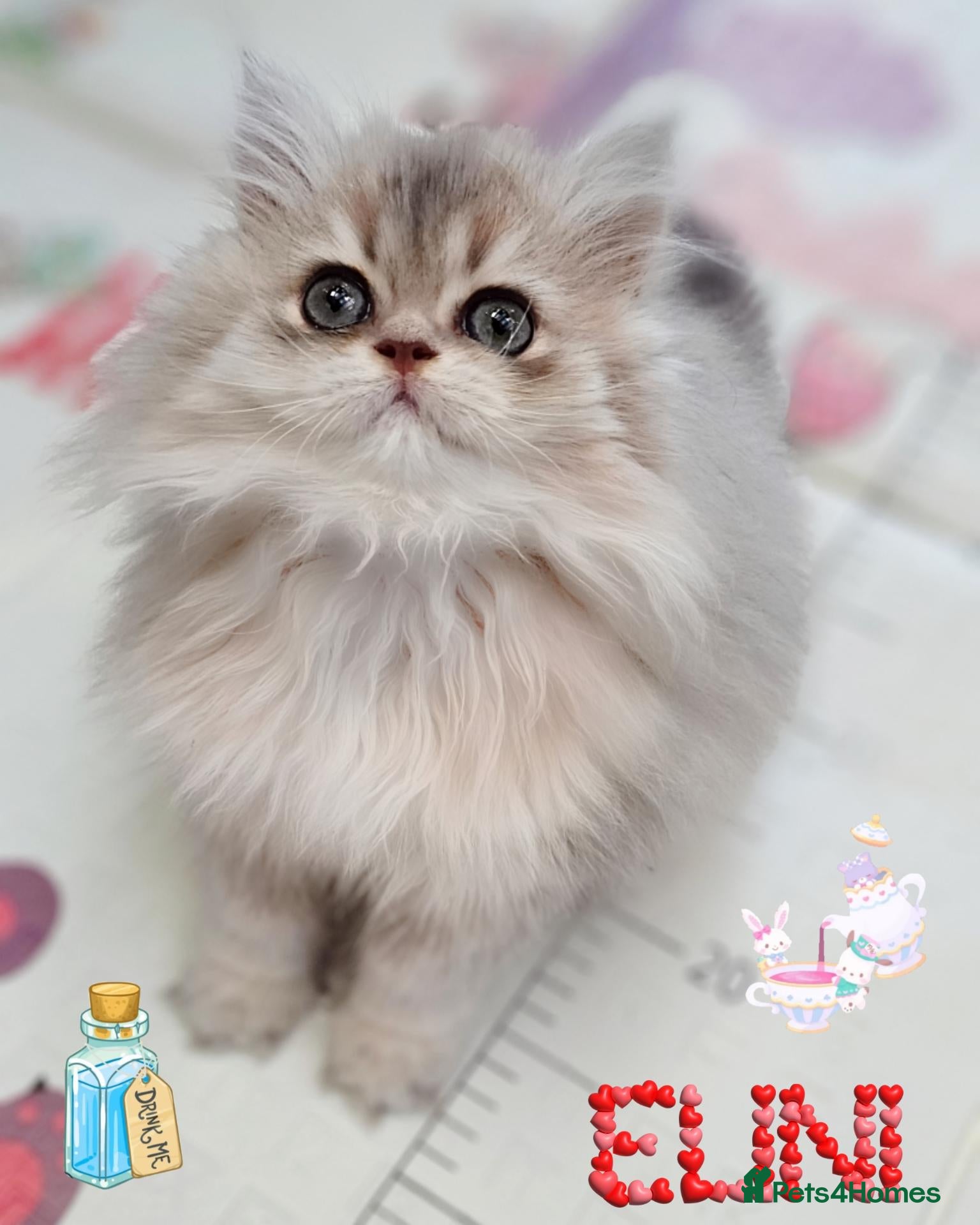 British Shorthair cats for sale: 💖 GCCF Sweeties 🍬 💖 - Advert 1