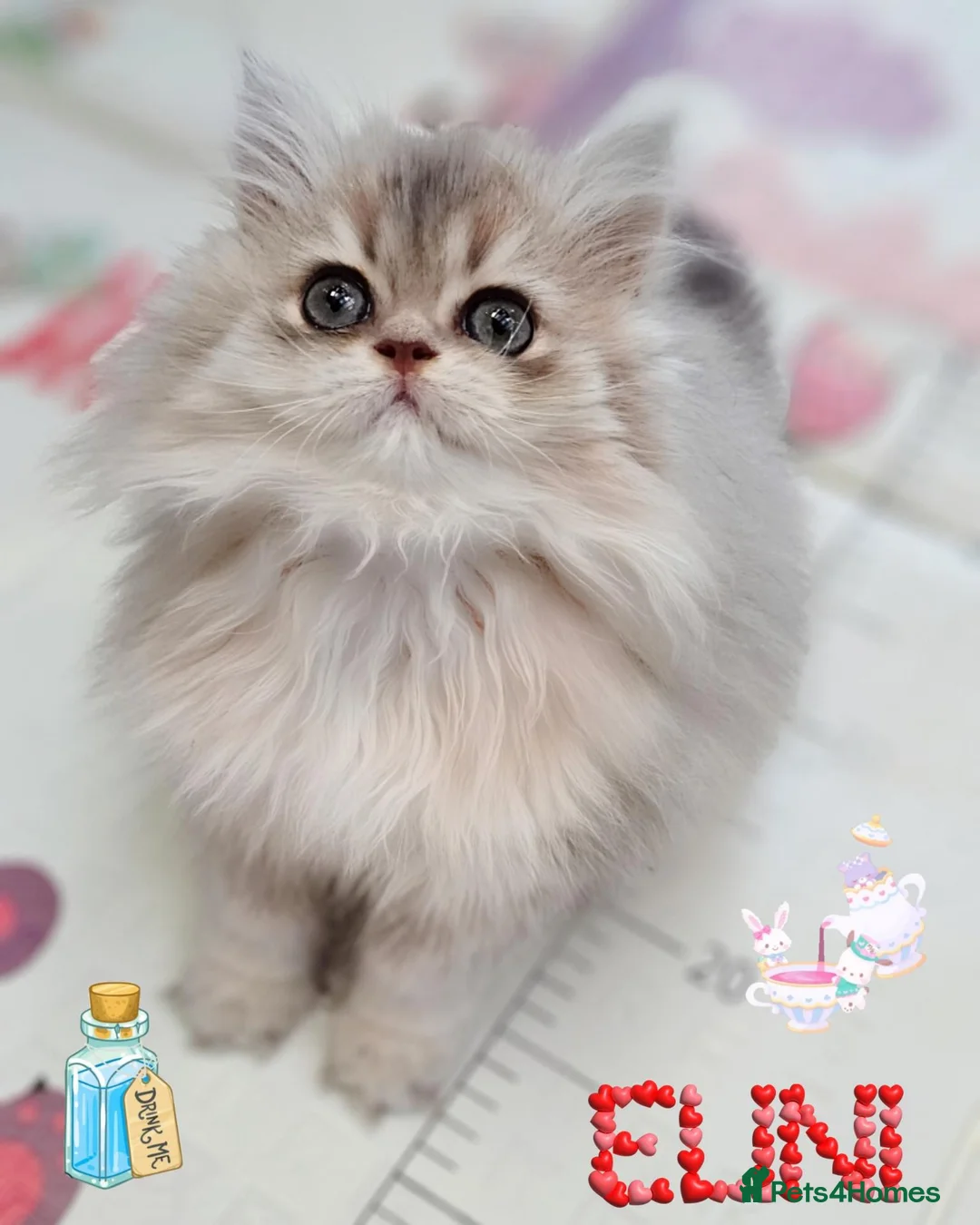 British Shorthair cats for sale: 💖😻 GCCF 🍬 Ready Now 🏡✨️ - Advert 1
