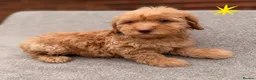 Cockapoo dogs for sale: 6 F1B COCKAPOO PUPPIES in Ashford - Advert 19