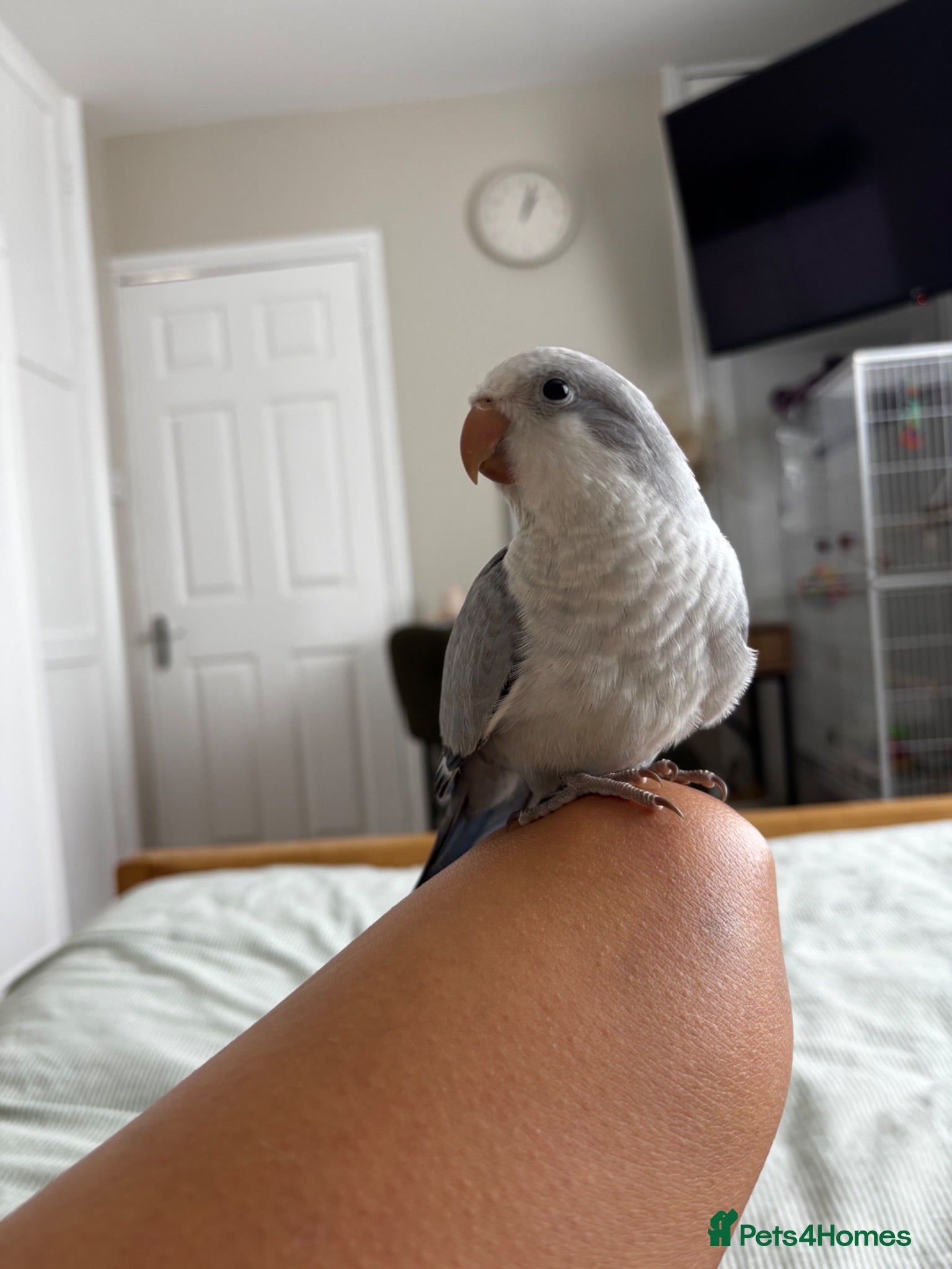 Parrots birds LAST hand reared Quaker baby - Advert 13