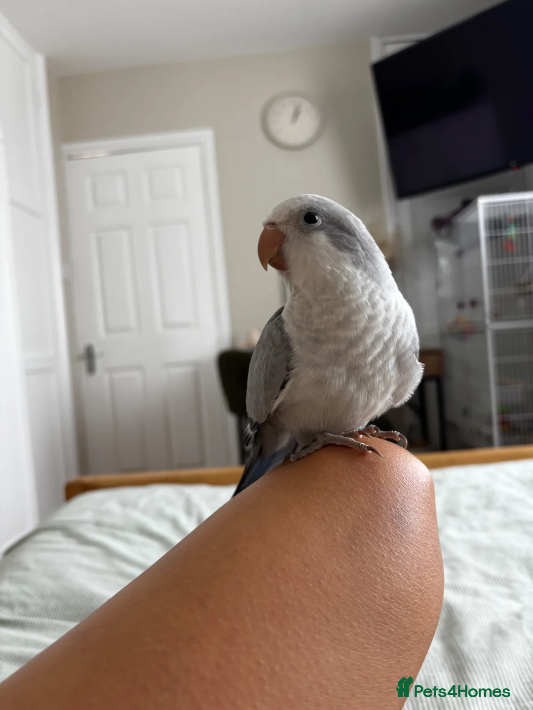 Parrots birds for sale: LAST hand reared Quaker baby - Advert 2