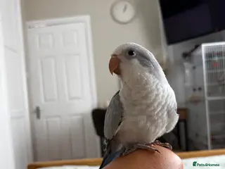 Parrots birds LAST hand reared Quaker baby - Advert 9