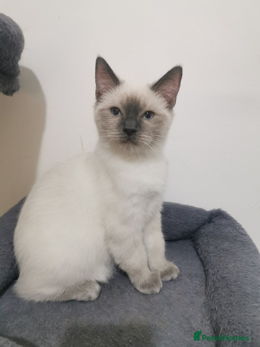 Ragdoll cats for sale: Ragdoll stunning kittens - Image 6