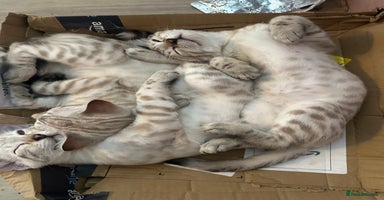 Bengal cats - Advert 4