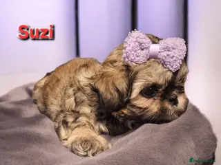 Shih Tzu dogs Beautiful Imperial Shih Tzus - Advert 18