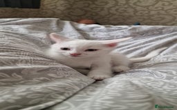 Mixed Breed cats for sale: White kitten boy. Ready to go now - Image 3