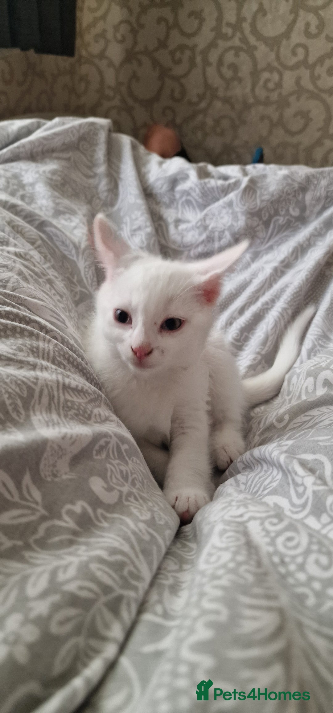 Mixed Breed cats for sale: White kitten boy. Ready to go now - Image 3