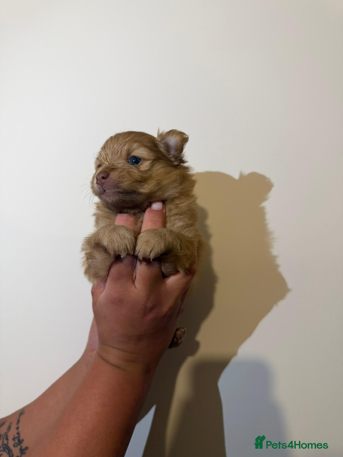 Pomeranian dogs for sale: Adorable Pomerania puppies  - Advert 12