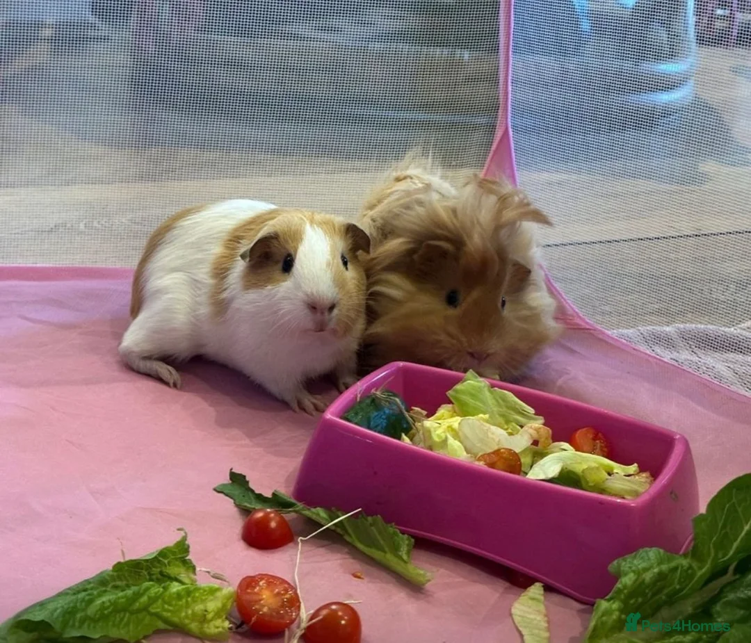 Guinea Pig rodents for sale: Lovely male pair with accessories  in King's Lynn - Advert 1