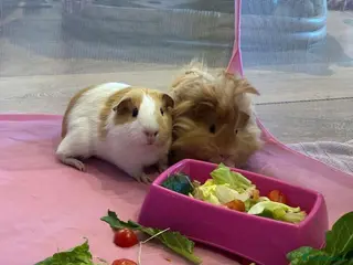 Guinea Pig rodents Lovely male pair with accessories - Advert 1