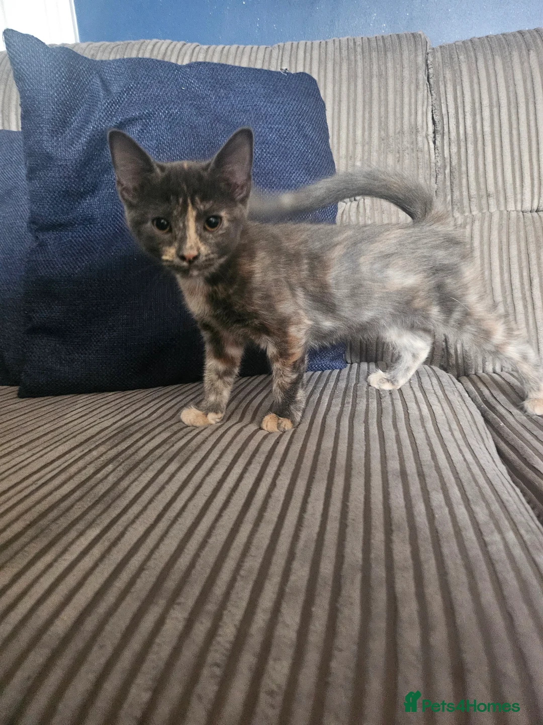 Mixed Breed cats for sale: Loving kittens ready to go - Advert 10