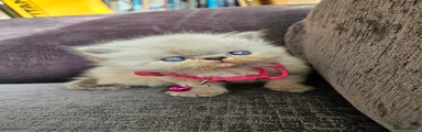 Persian 1