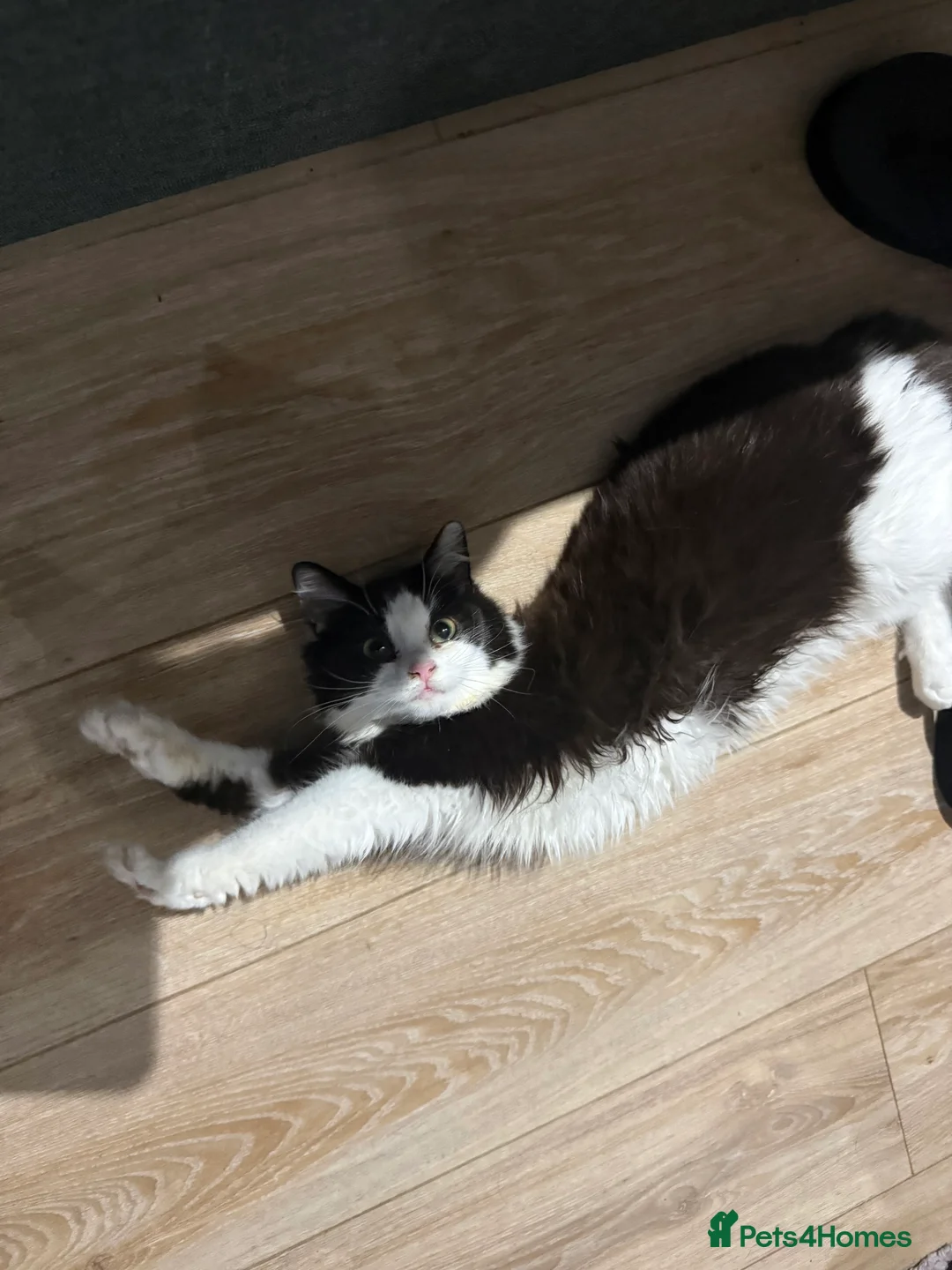 British Longhair cats for sale: Long hair female cat - Advert 7