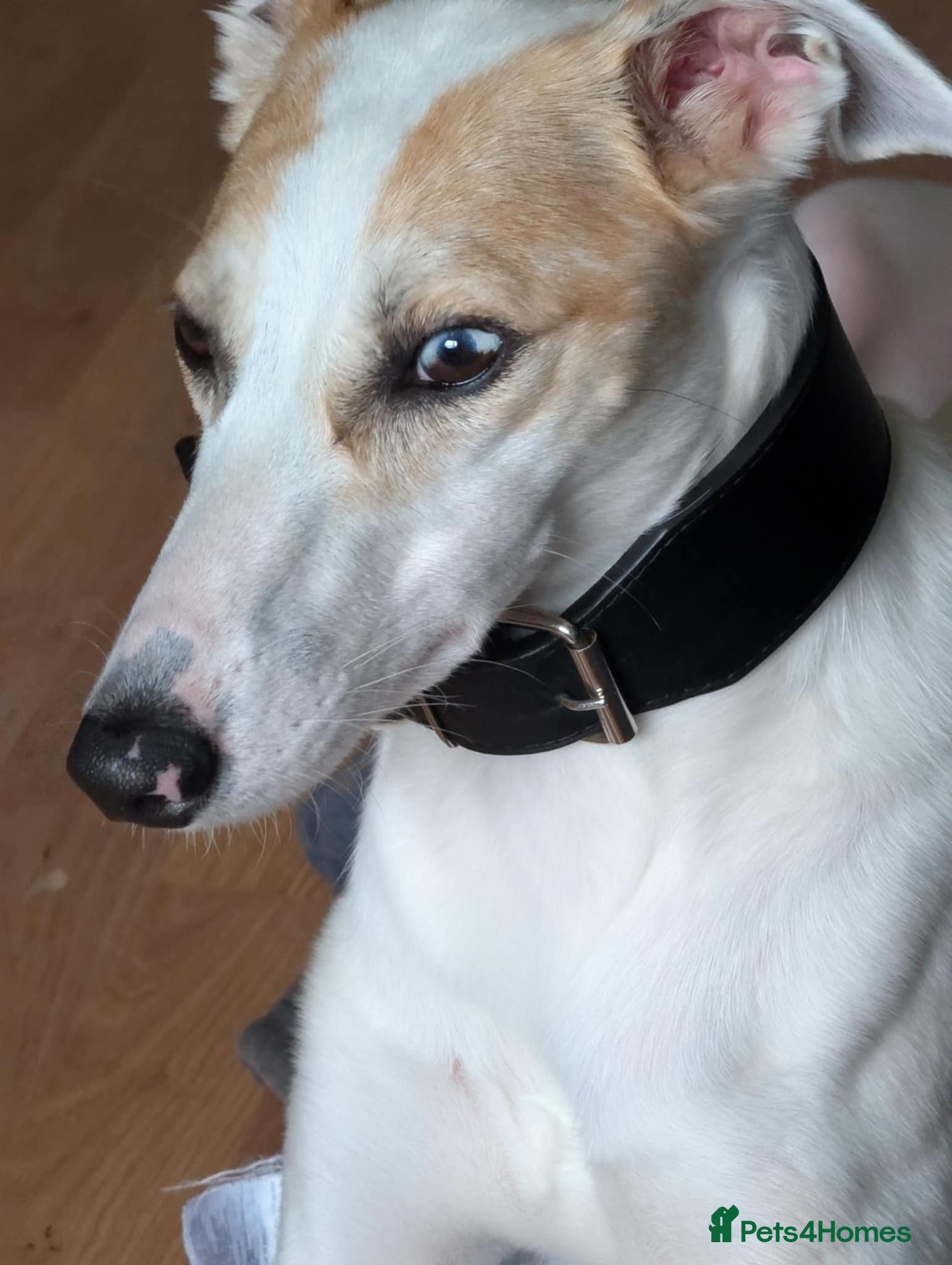 Lurcher dogs Saluki collie greyhound - Advert 16